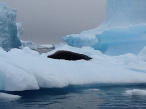 Leopard seal napping on a nice cold iceberg.