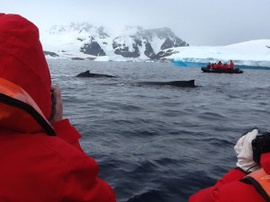 When whales get parallel like this it is called logging.