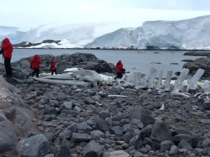 Humpback whale bones, head on left